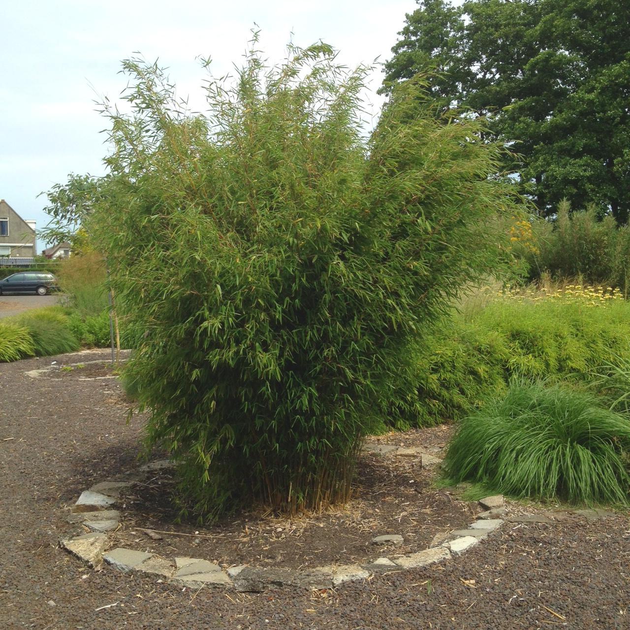 BAMBOU FARGESIA Obelisk ®   - Pépinière La Forêt