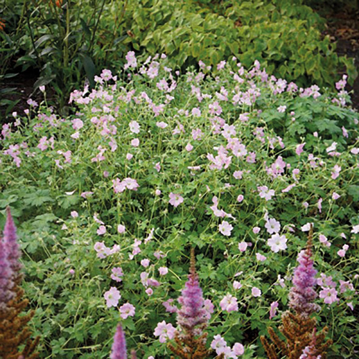 Geranium Dreamland® - Pépinière La Forêt