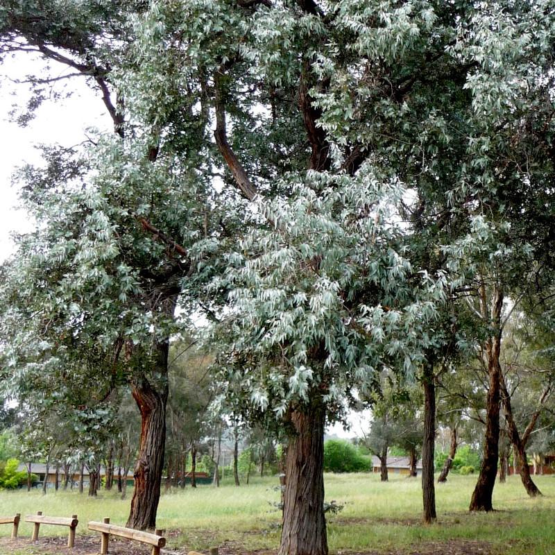 EUCALYPTUS cinerea - Pépinière La Forêt