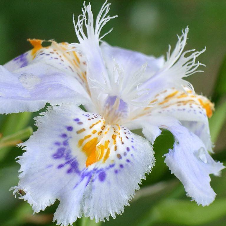 IRIS japonica  - Pépinière La Forêt