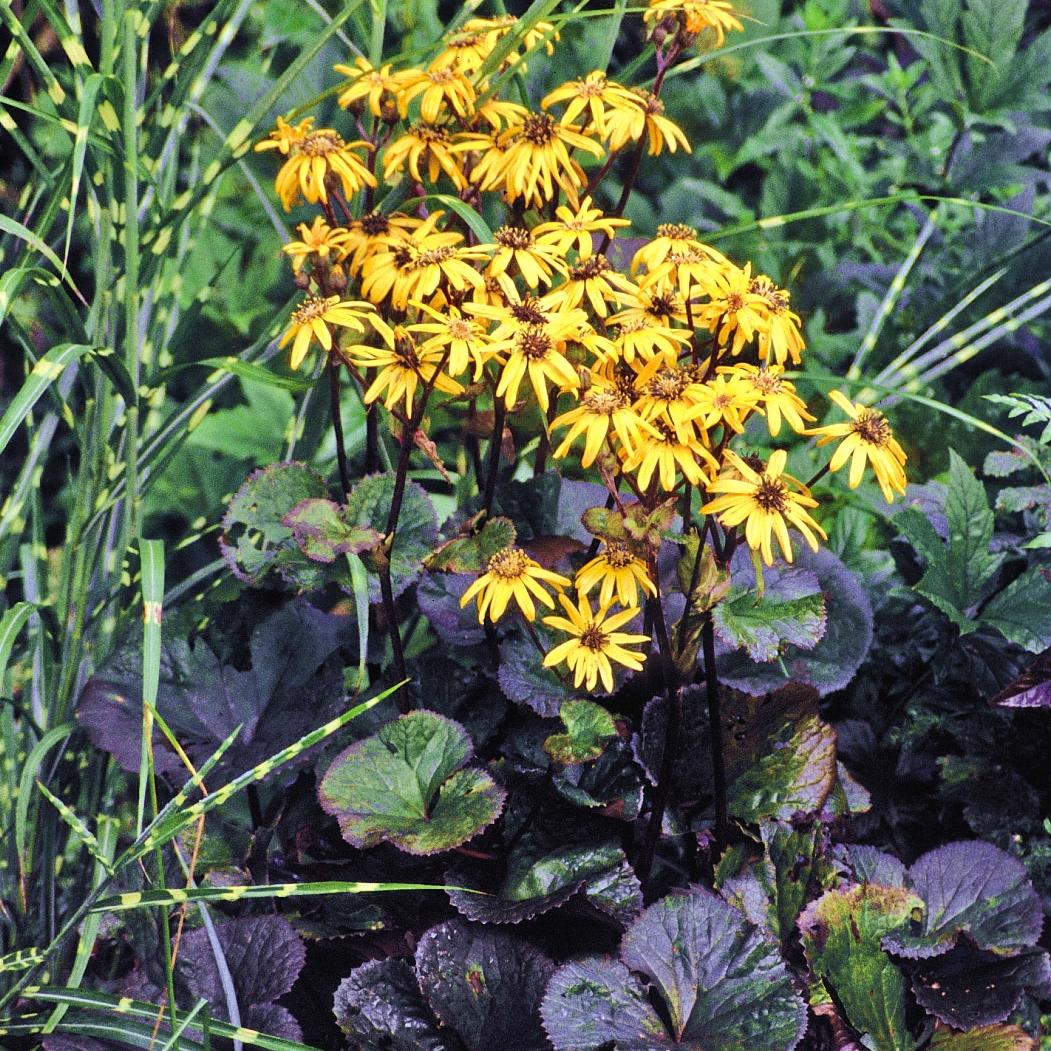 LIGULARIA dentata Midnight Lady - Pépinière La Forêt