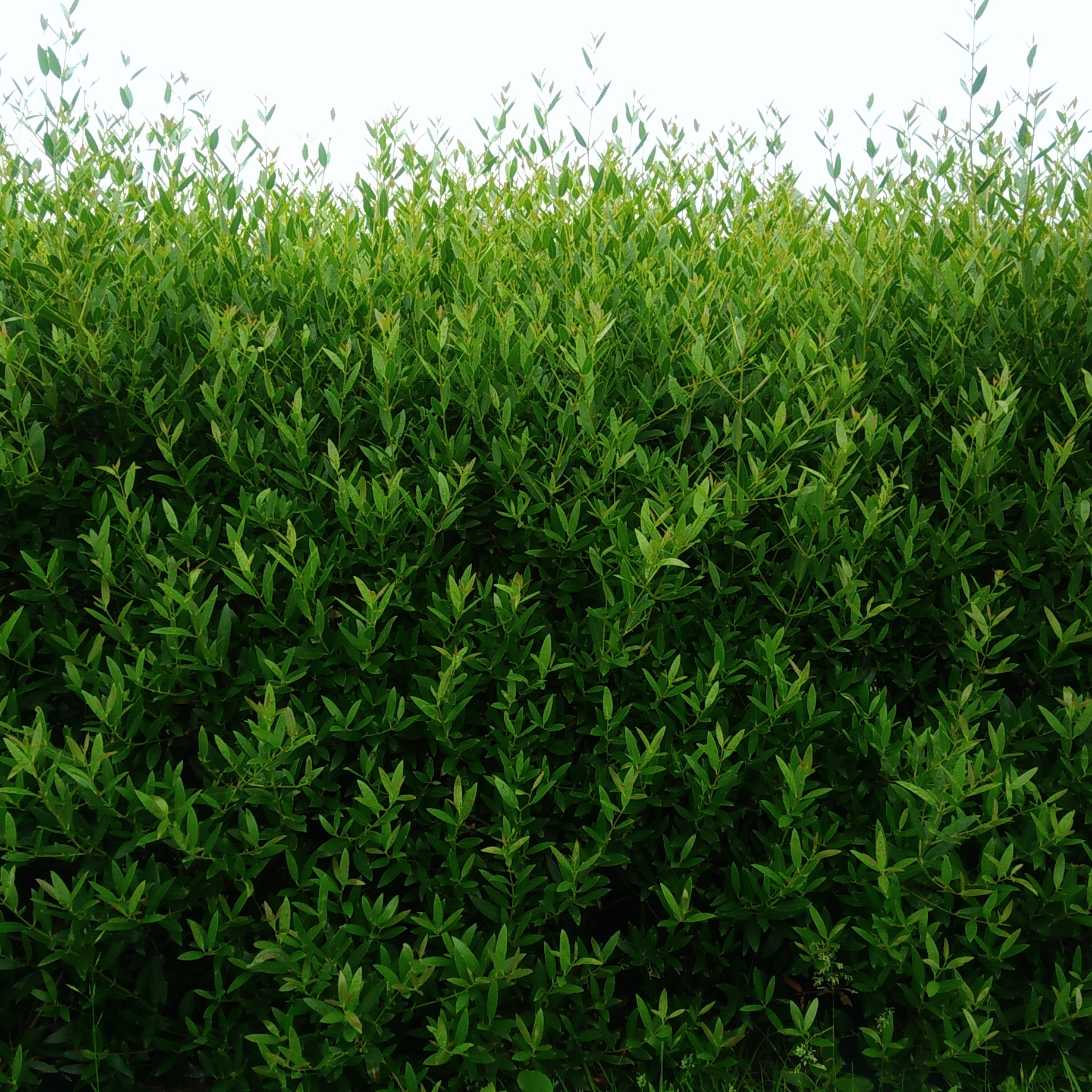 Phillyrea angustifolia Green Quick® - Pépinière La Forêt