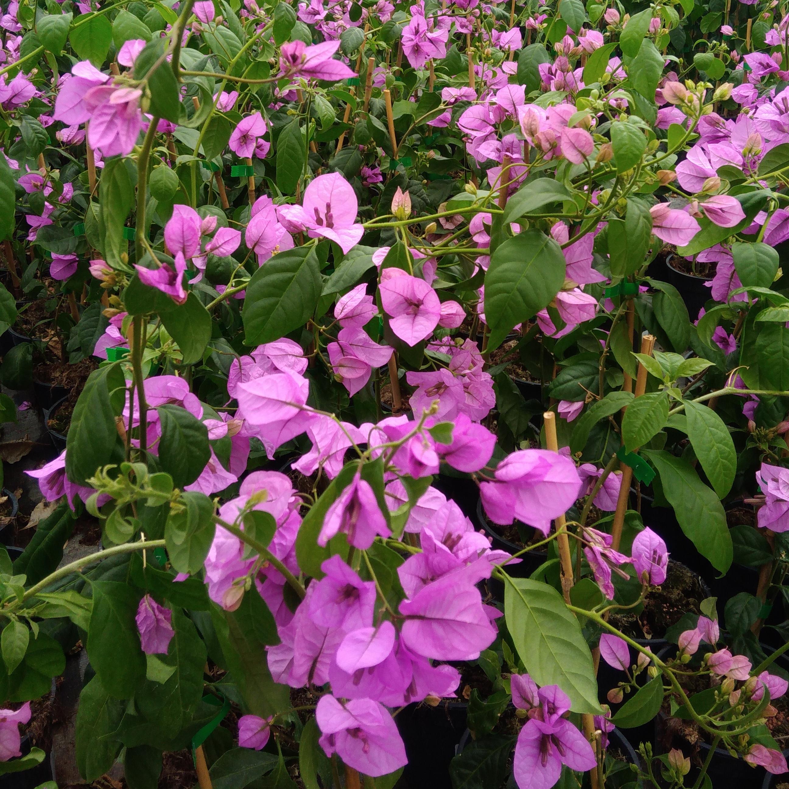 BOUGAINVILLEA Violet de Mèze - Pépinière La Forêt