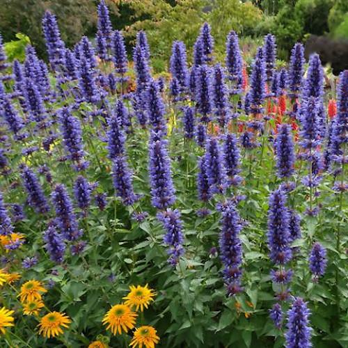 AGASTACHE X apadana Blue® - Pépinière La Forêt