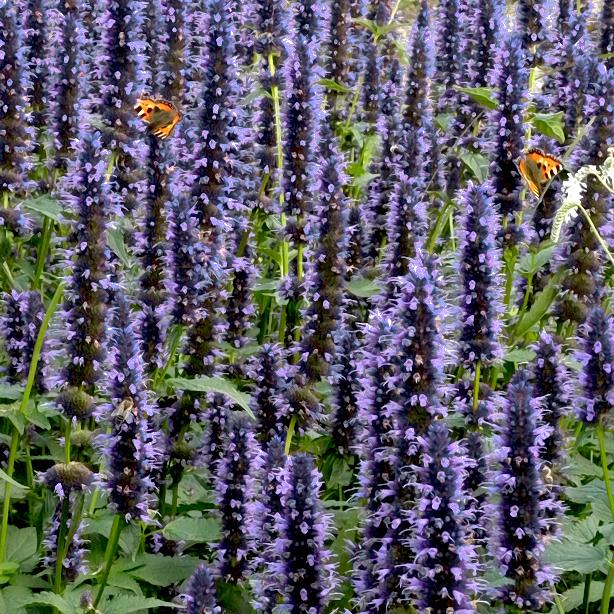 AGASTACHE X apadana Blue® - Pépinière La Forêt