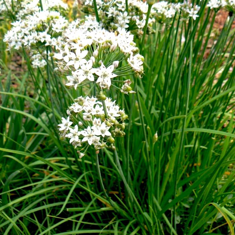 ALLIUM ramosum - Ciboulette chinoise - Pépinière La Forêt