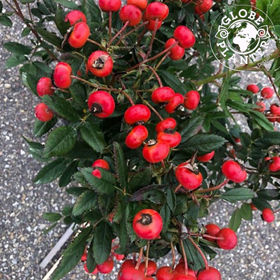 ROSA rugosa Jam-a-Licious - Pépinière La Forêt