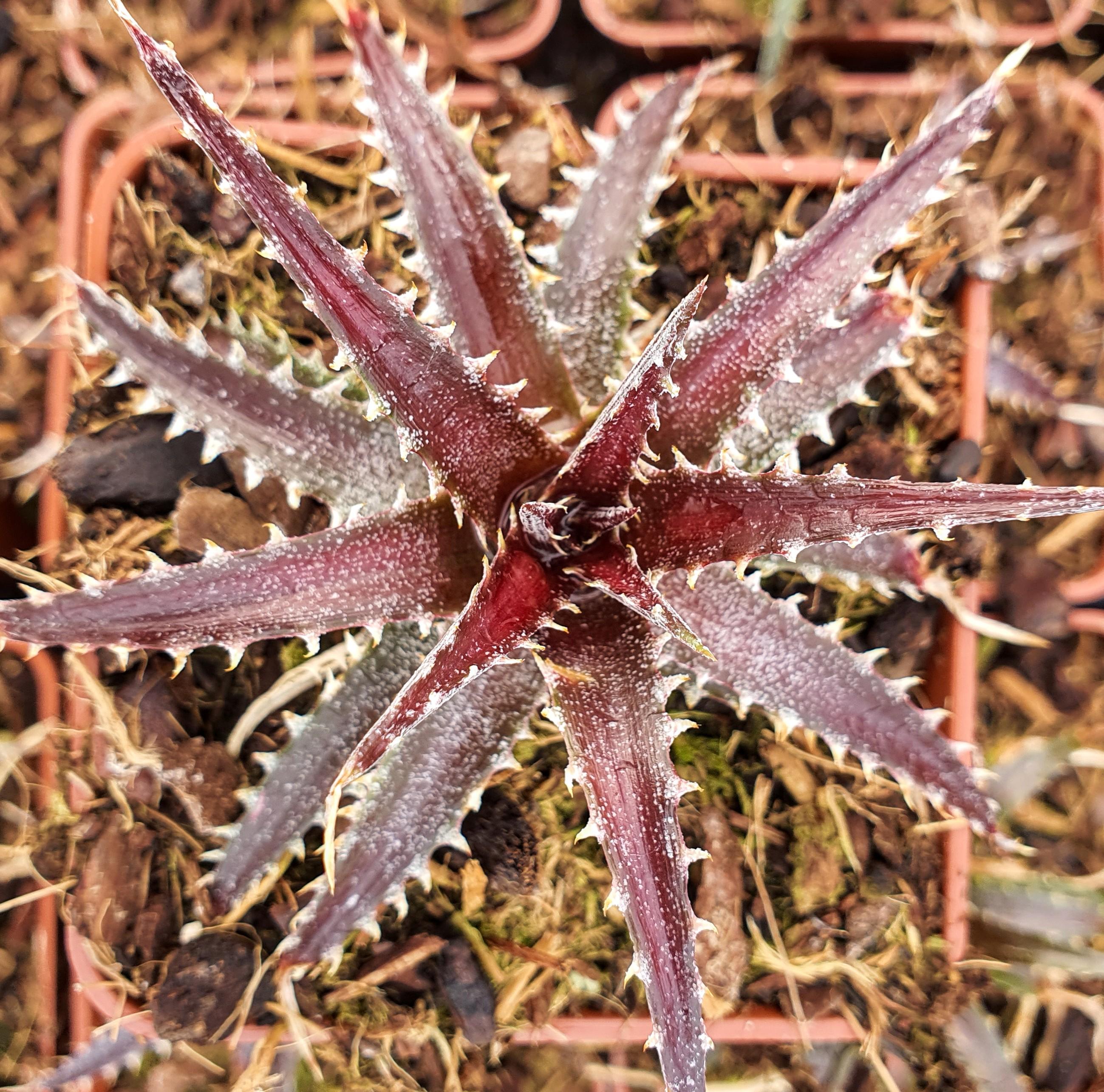 DYCKIA Brittle Star - Pépinière La Forêt