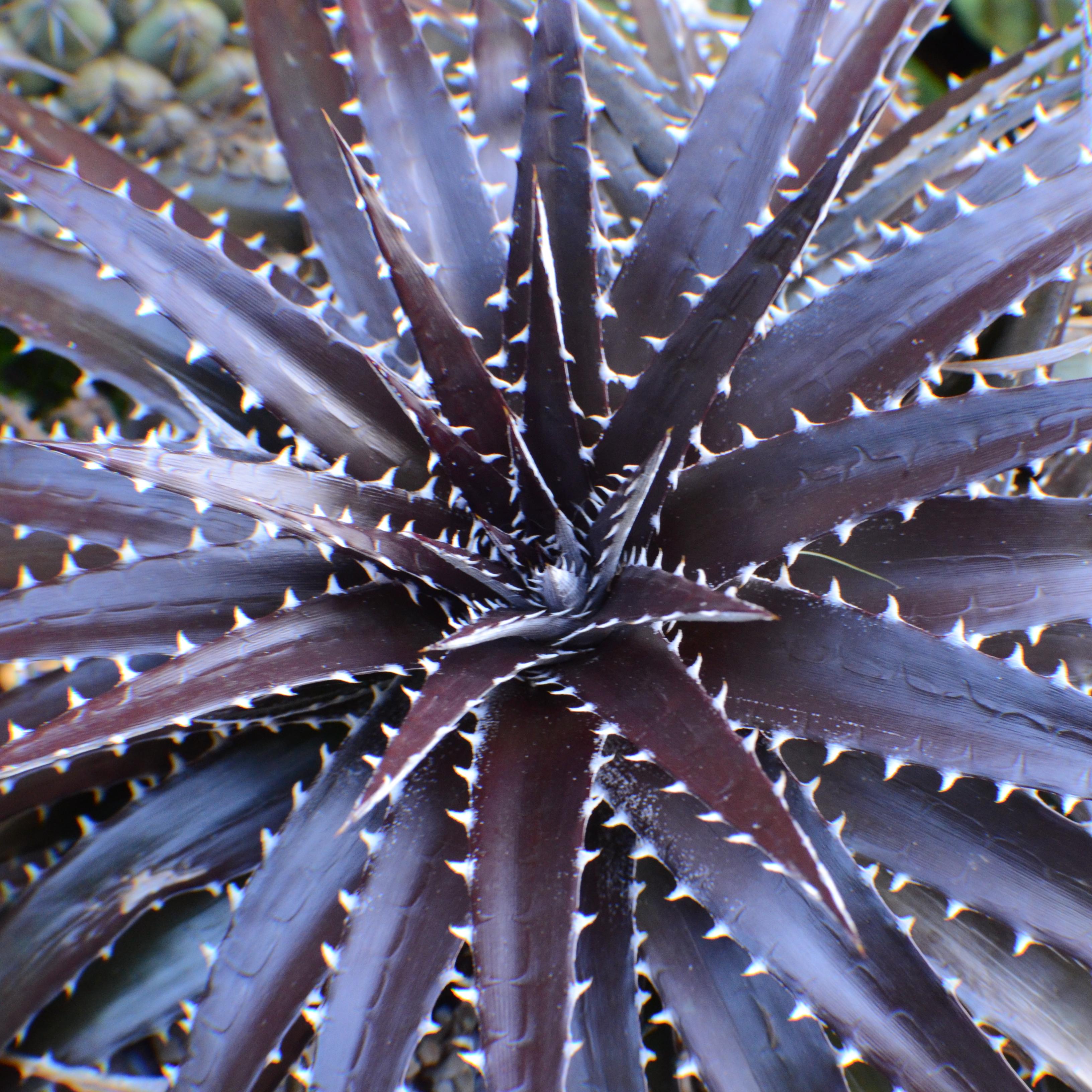 DYCKIA Brittle Star - Pépinière La Forêt