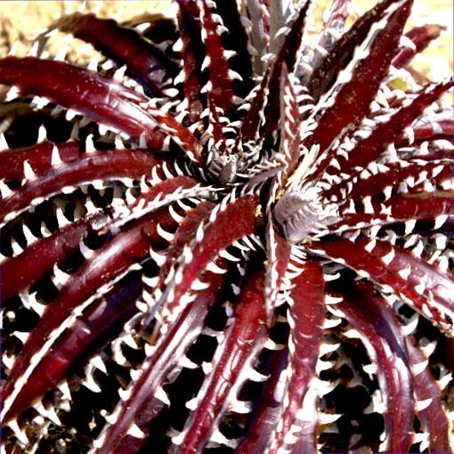 DYCKIA Brittle Star - Pépinière La Forêt