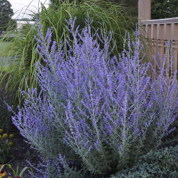 PEROVSKIA atriplicifolia Rocketman ®  - Pépinière La Forêt