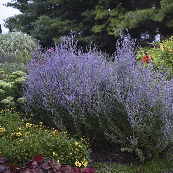 PEROVSKIA atriplicifolia Rocketman ®  - Pépinière La Forêt