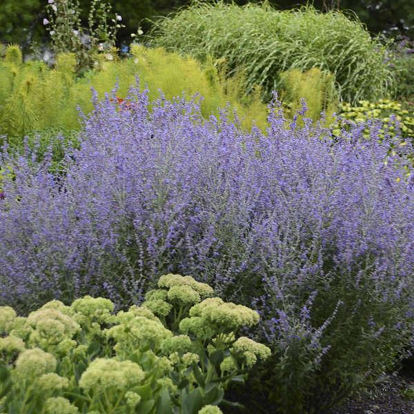 PEROVSKIA atriplicifolia Rocketman ®  - Pépinière La Forêt