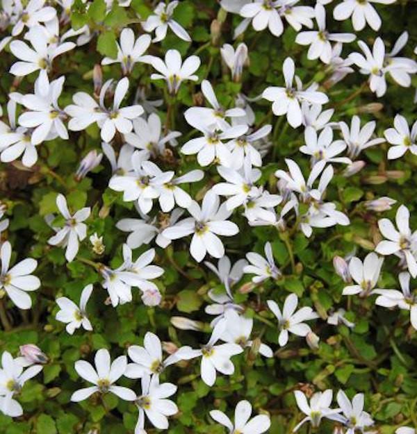 PRATIA pedunculata Treadwellii  - Pépinière La Forêt