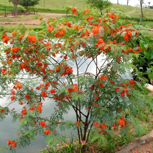 SESBANIA PUNICEA - FLAMBOYANT DE YERES  - Pépinière La Forêt