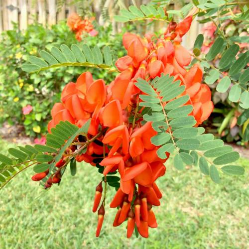 SESBANIA PUNICEA - FLAMBOYANT DE YERES  - Pépinière La Forêt