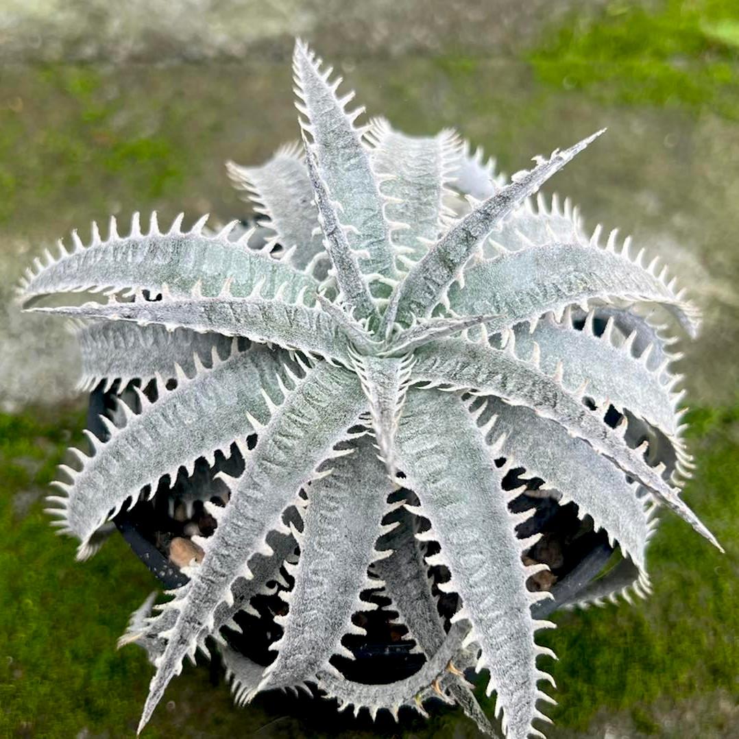 DYKIA Grand Marnier - Pépinière La Forêt