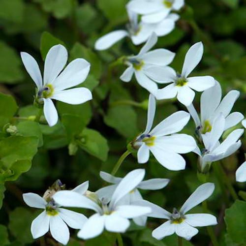 PRATIA pedunculata Treadwellii  - Pépinière La Forêt