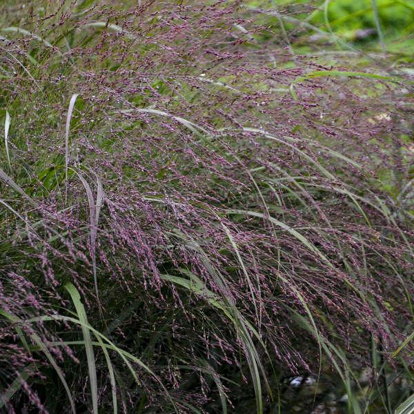 PANICUM virgatum Apache Rose ® - Pépinière La Forêt