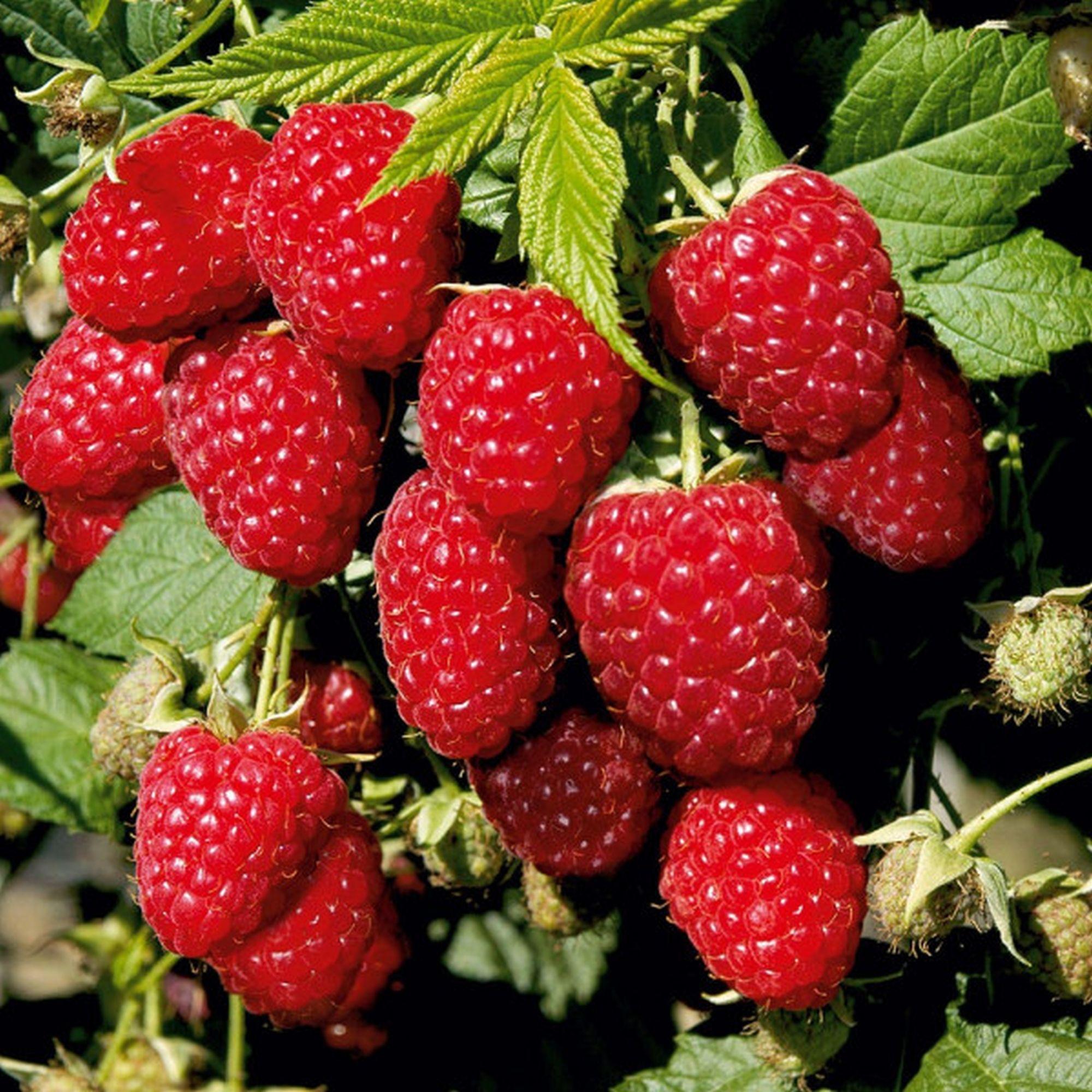 RUBUS idaeus Heritage ® - Pépinière La Forêt