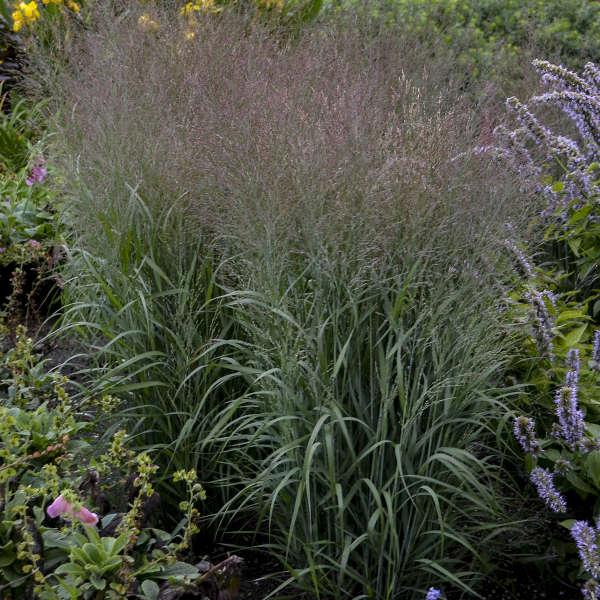 PANICUM virgatum Apache Rose ® - Pépinière La Forêt