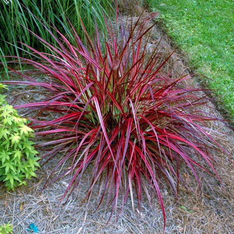 PENNISETUM x advena Fireworks  - Pépinière La Forêt