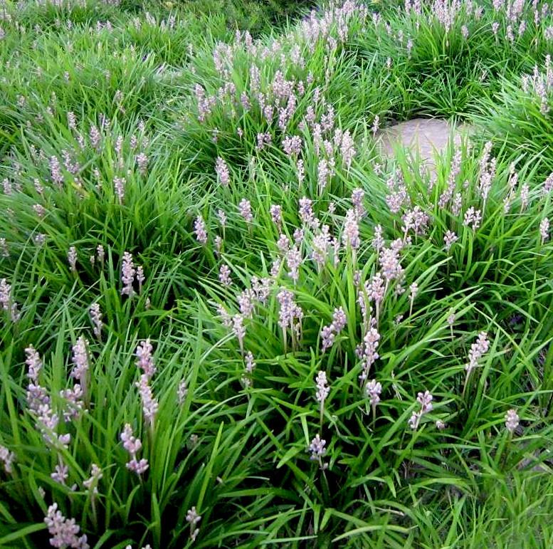 LIRIOPE muscari Isabella® - Pépinière La Forêt