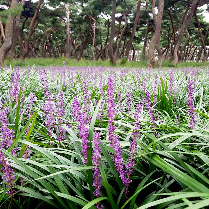 LIRIOPE muscari Isabella® - Pépinière La Forêt