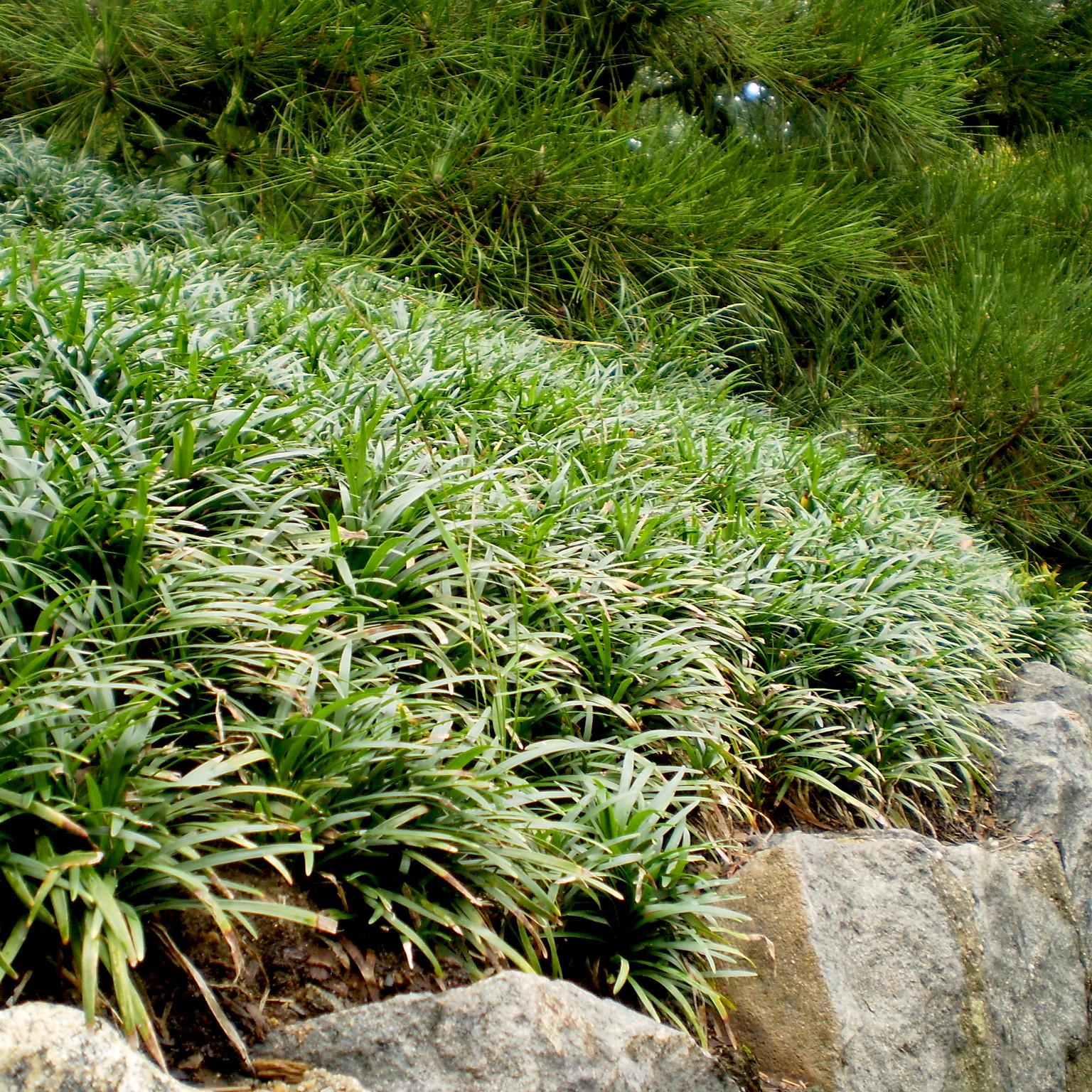 LIRIOPE muscari Isabella® - Pépinière La Forêt