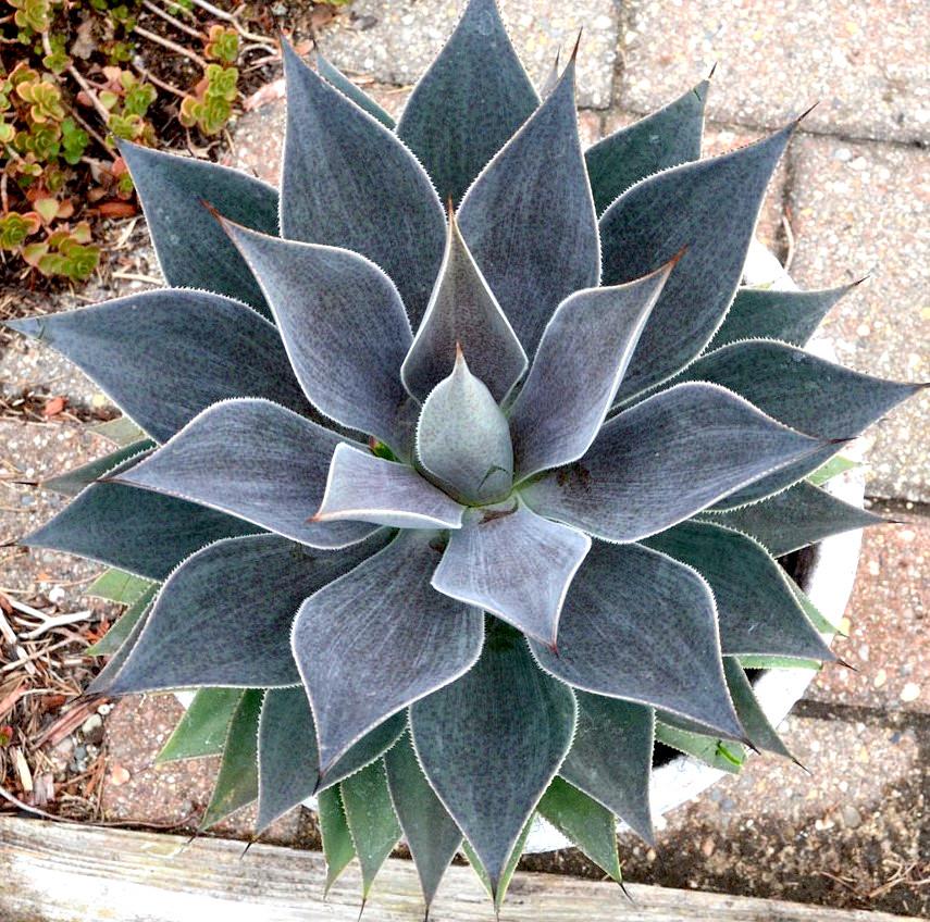 Agave Manfredii Lavender Lady ® ( Mangave) - Pépinière La Forêt