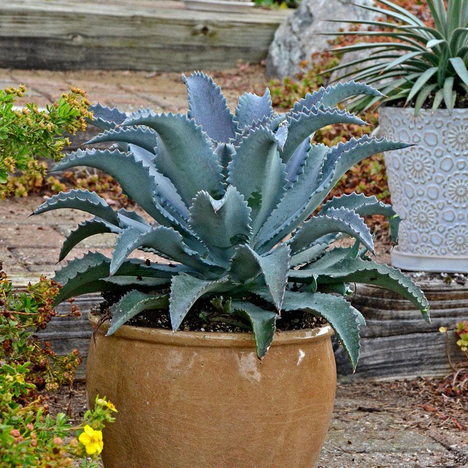 Agave Manfredii Silver Fox ® ( Mangave) - Pépinière La Forêt