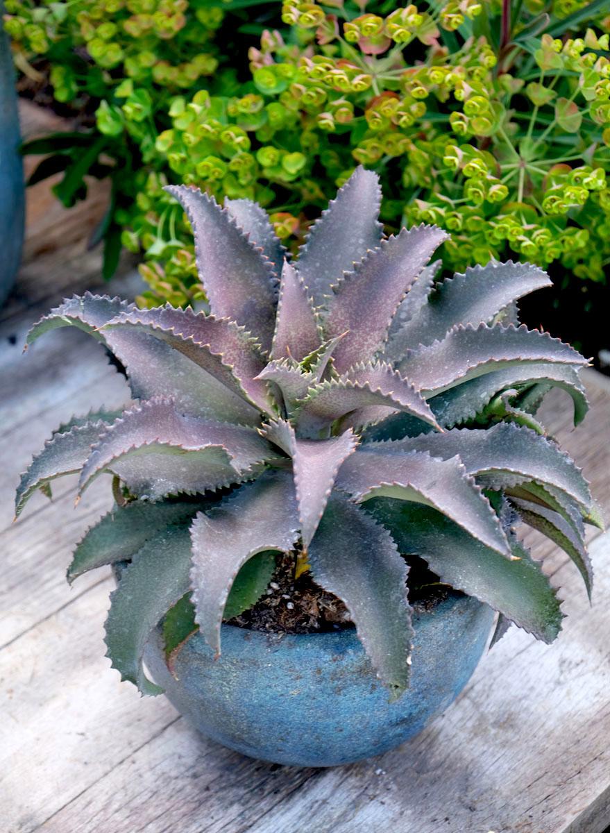 Agave Manfredii Silver Fox ® (Mangave) - Pépinière La Forêt