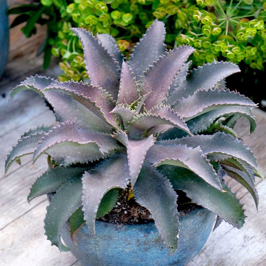 Agave Manfredii Silver Fox ® ( Mangave) - Pépinière La Forêt