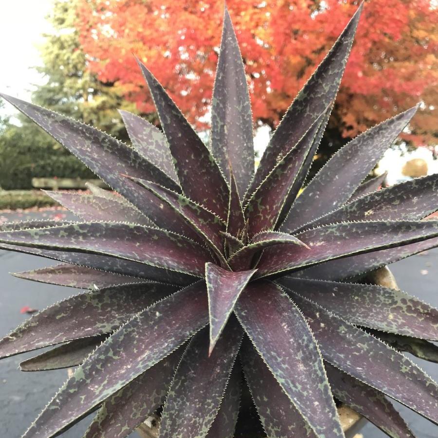 Agave Manfredii Blazing Saddles ® ( Mangave) - Pépinière La Forêt