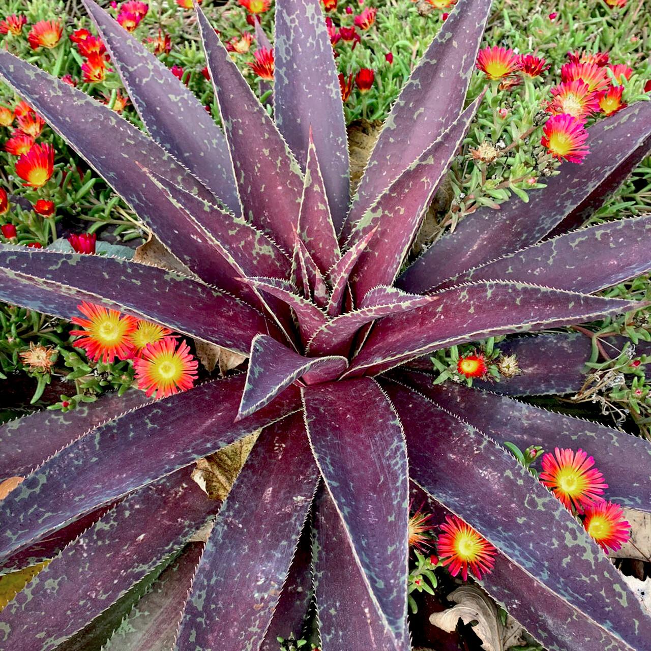 Agave Manfredii Blazing Saddles ® ( Mangave) - Pépinière La Forêt