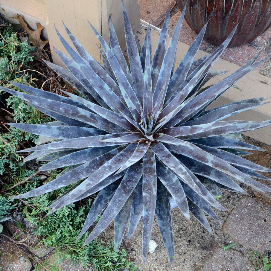 Agave Manfredii Moonglow ® ( Mangave) - Pépinière La Forêt