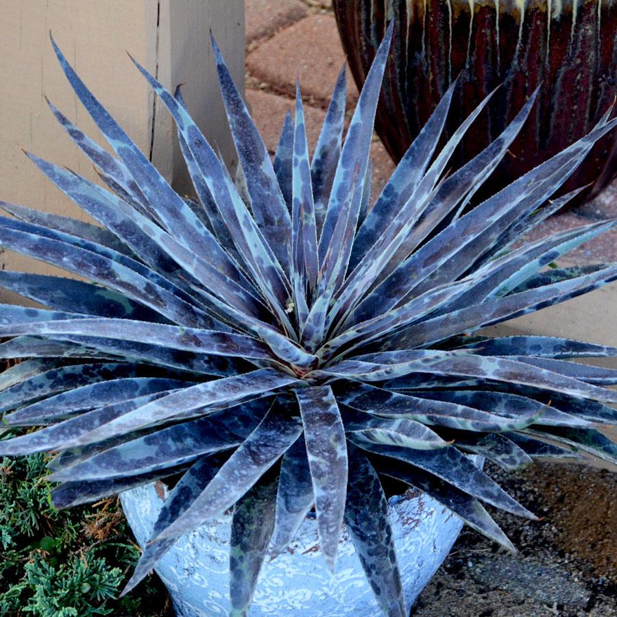 Agave Manfredii Moonglow ® ( Mangave) - Pépinière La Forêt