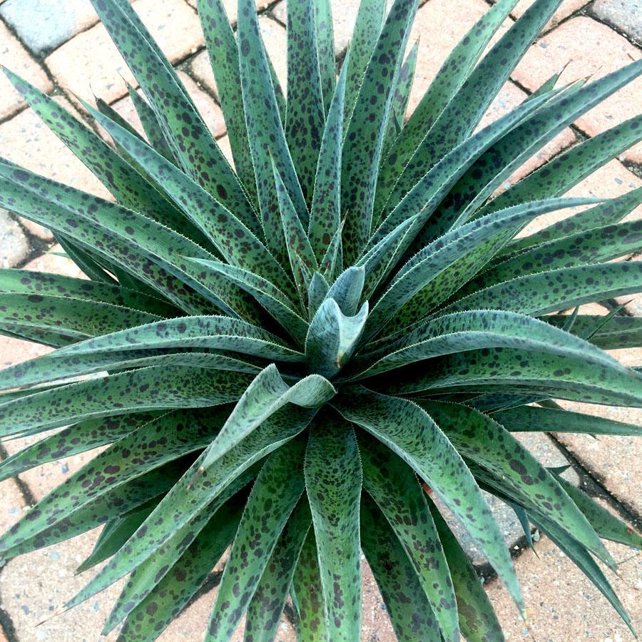 Agave Manfredii Pineapple Express ® ( Mangave) - Pépinière La Forêt