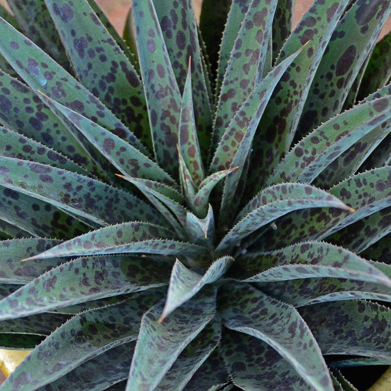 Agave Manfredii Pineapple Express ® ( Mangave) - Pépinière La Forêt