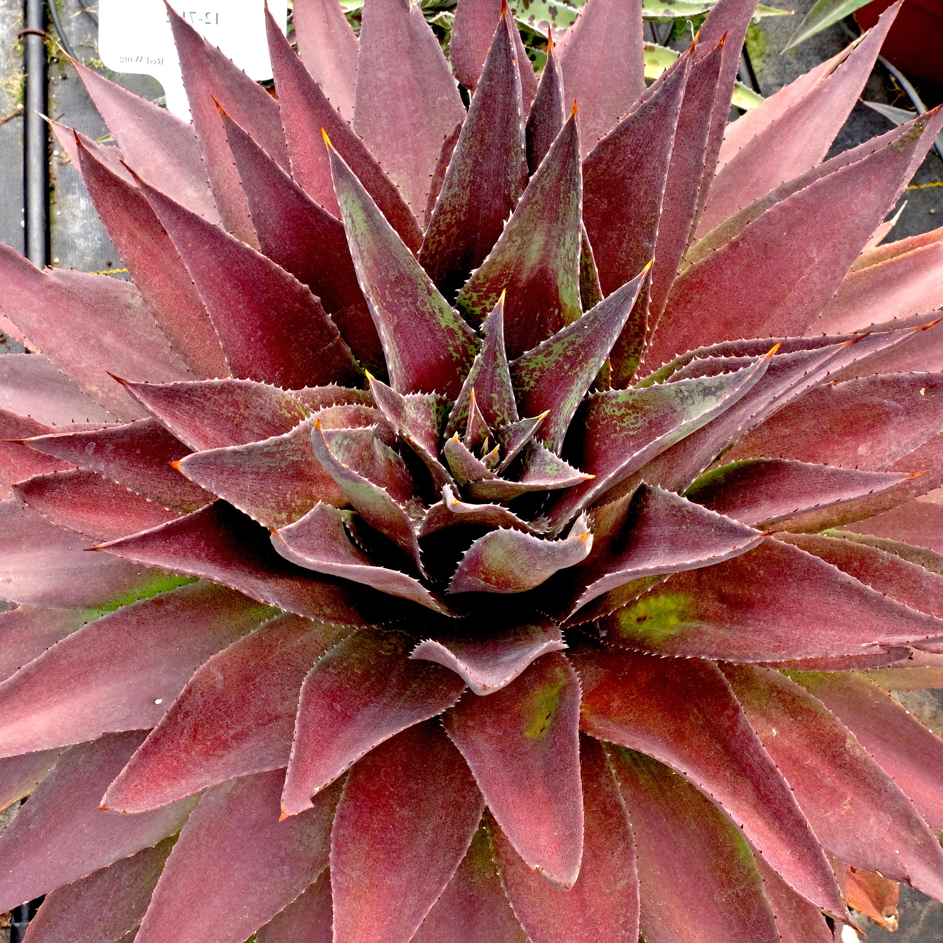 Agave Manfredii Redwing ® ( Mangave) - Pépinière La Forêt