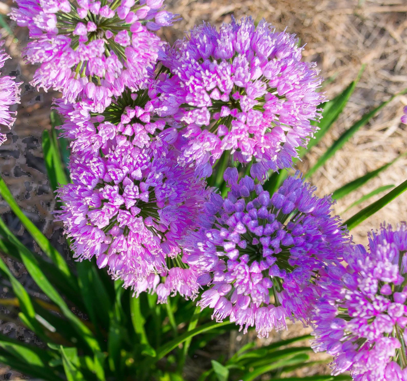 ALLIUM little sapphire® - Pépinière La Forêt