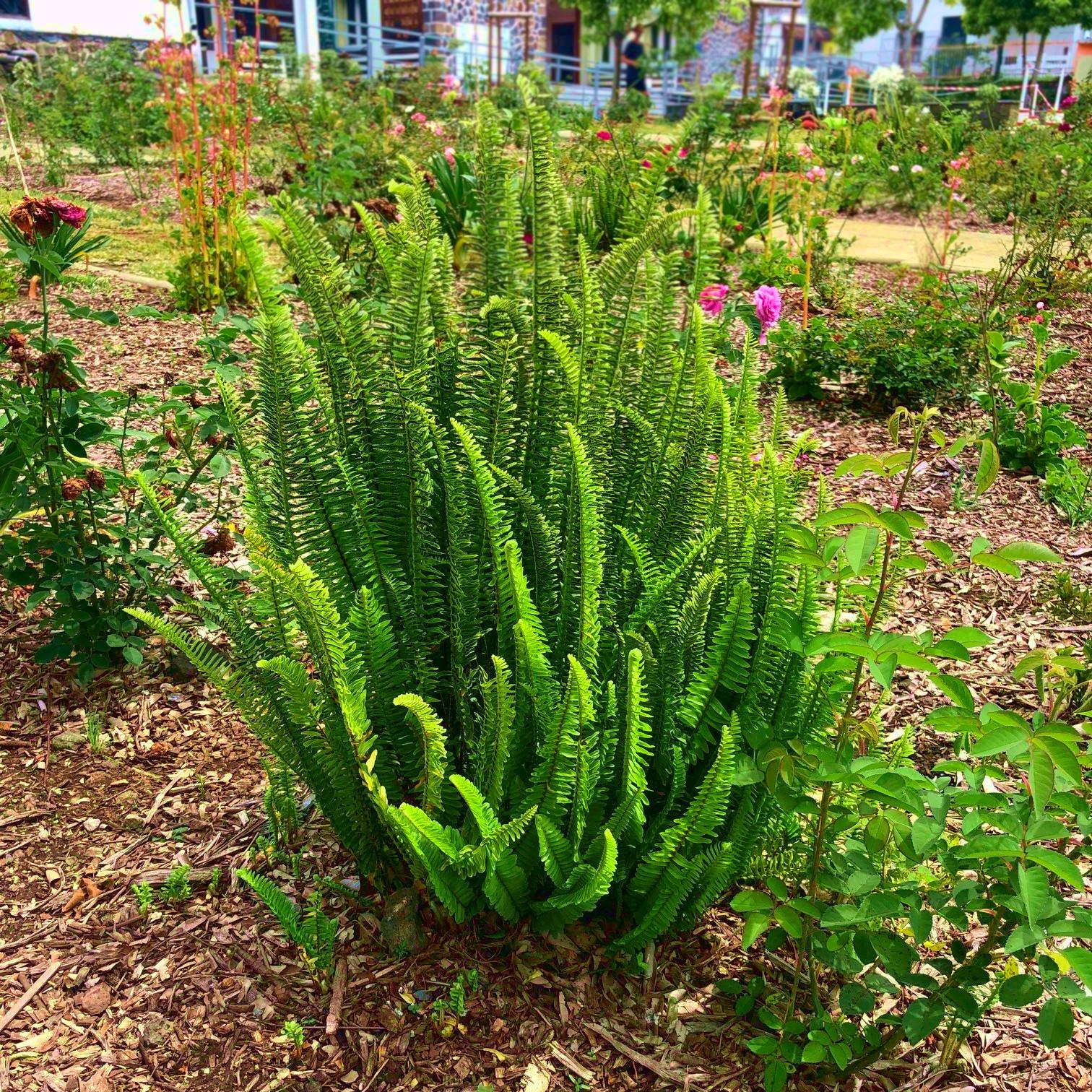 Nephrolepsis cordifolia ArticJungle® - Pépinière La Forêt