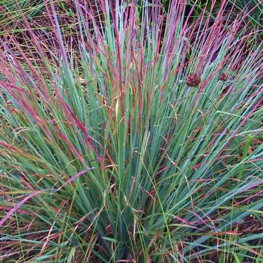 Schizachyrium Standing Ovation ® - Pépinière La Forêt