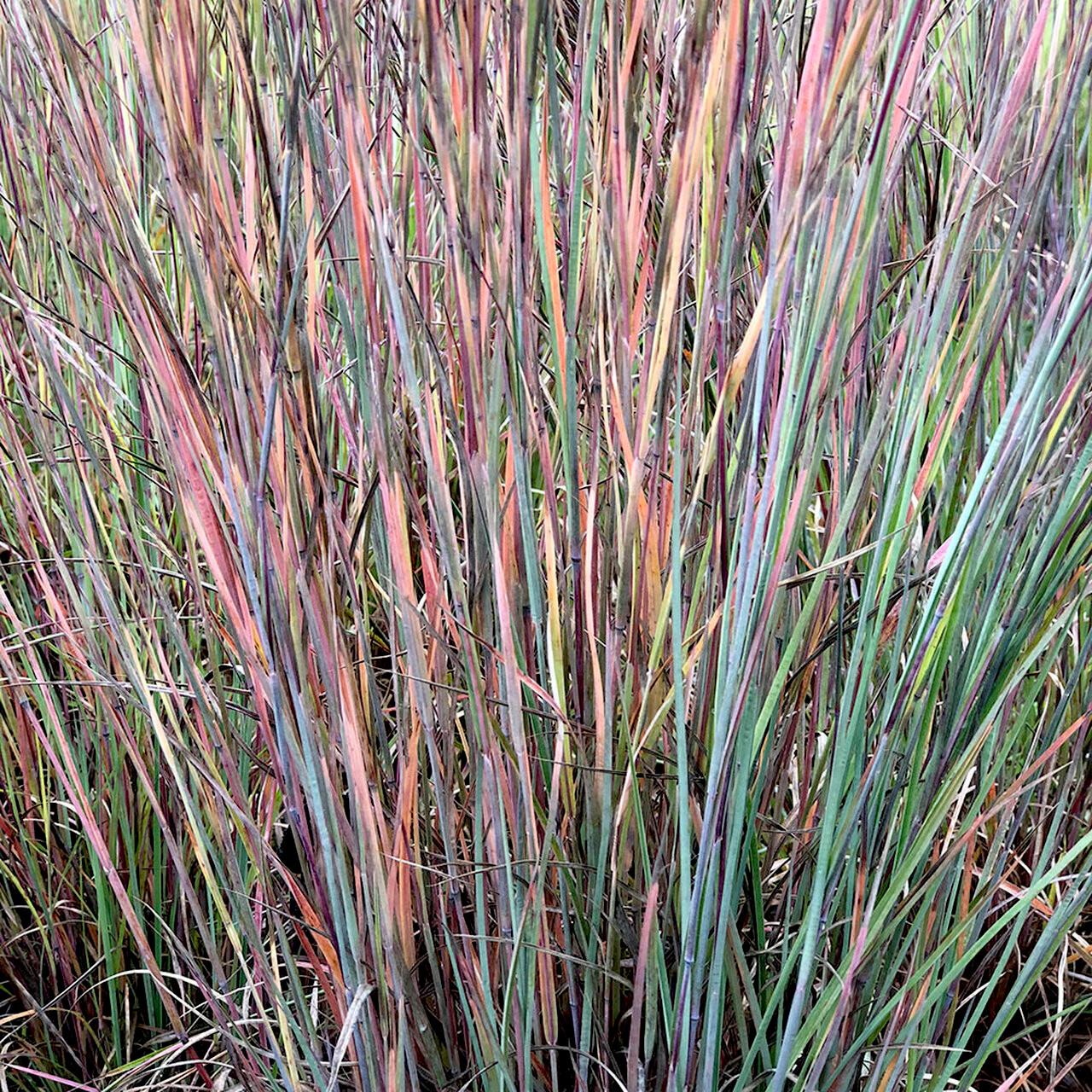 Schizachyrium Standing Ovation ® - Pépinière La Forêt