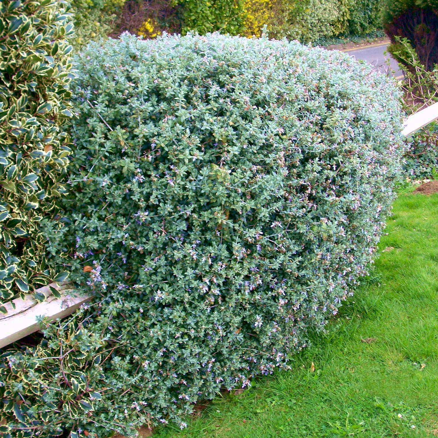 Teucrium fructicans erecta  - Pépinière La Forêt