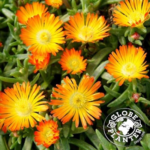 DELOSPERMA Wheels Of Wonder ® - Pépinière La Forêt