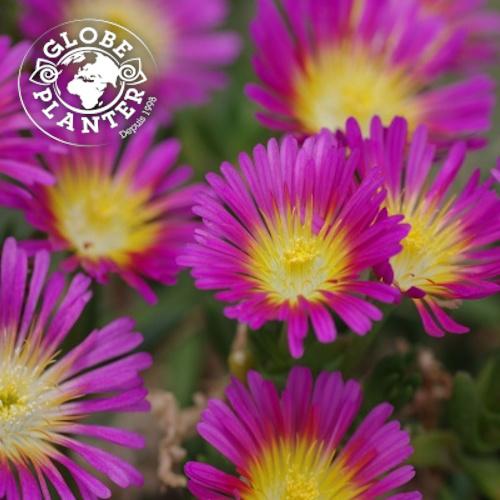 DELOSPERMA Wheels Of Wonder ® - Pépinière La Forêt