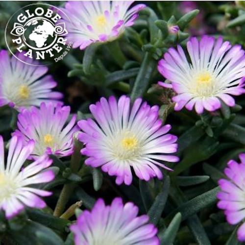 DELOSPERMA Wheels Of Wonder ® - Pépinière La Forêt