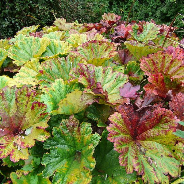 DARMERA peltata  - Pépinière La Forêt