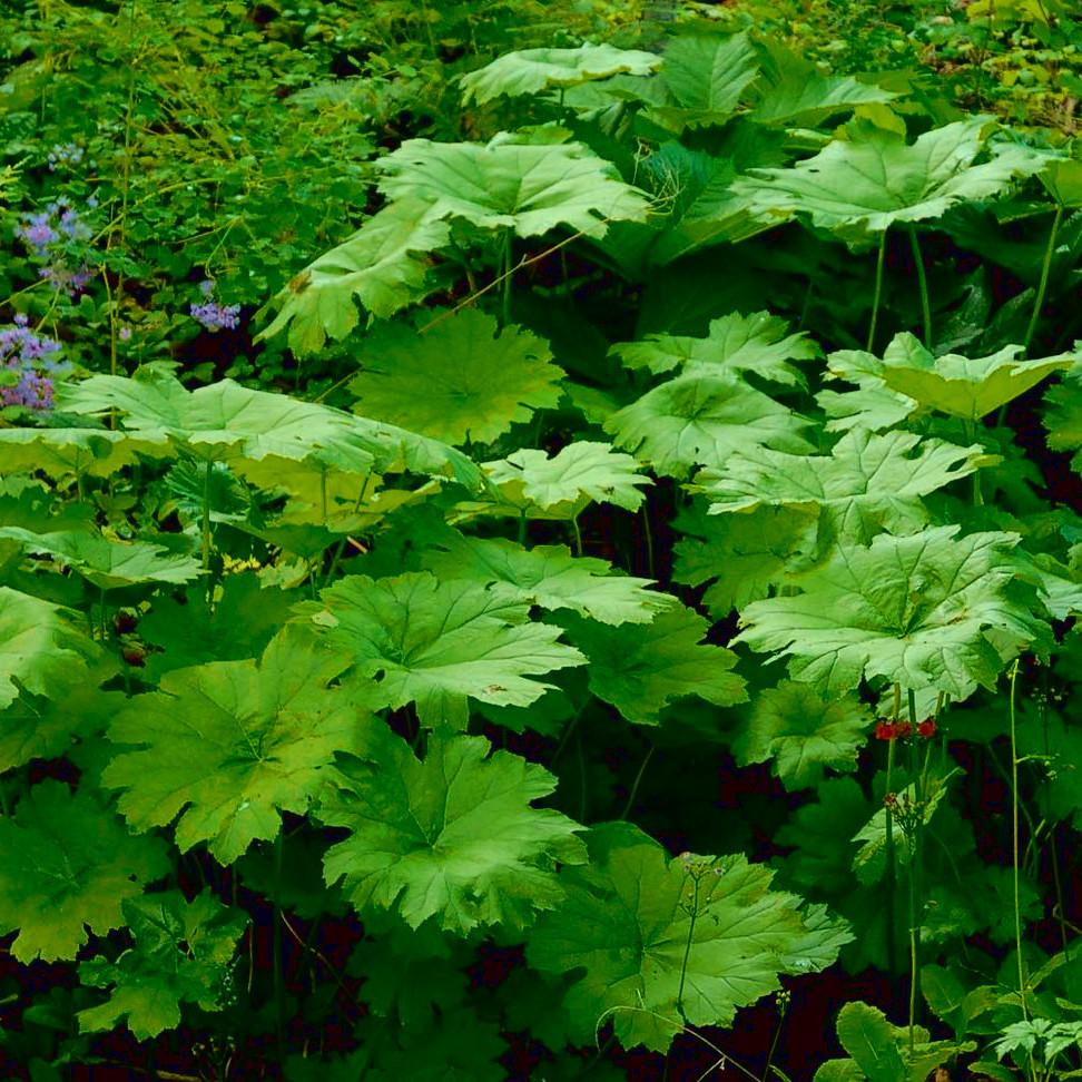 DARMERA peltata  - Pépinière La Forêt